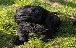Cockapoo dogs for sale: Ready now! F1 cockapoo pups, health tested parents - Image 15