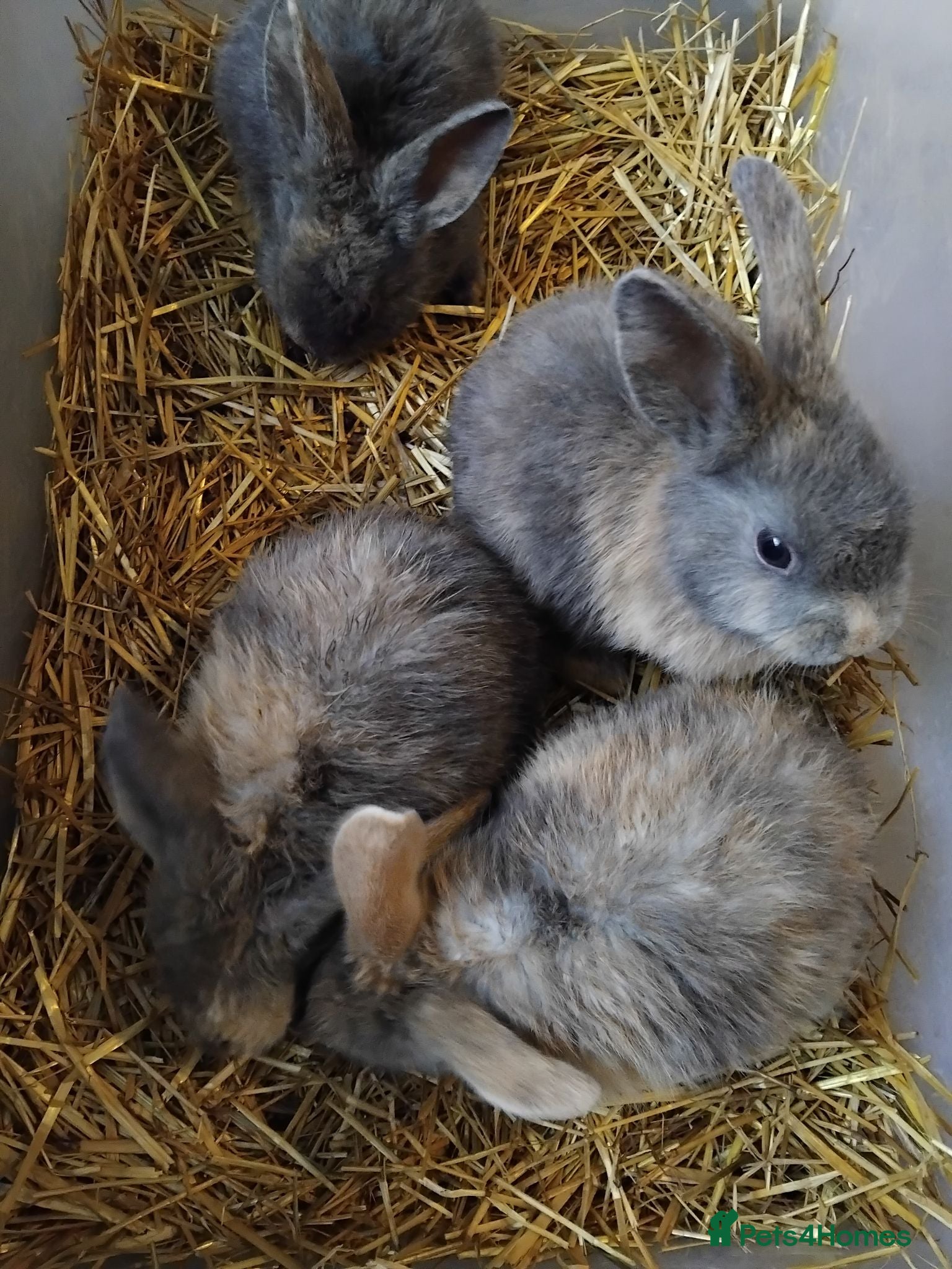 Mixed Breed rabbits 7 boys for sale harlequins - Advert 3