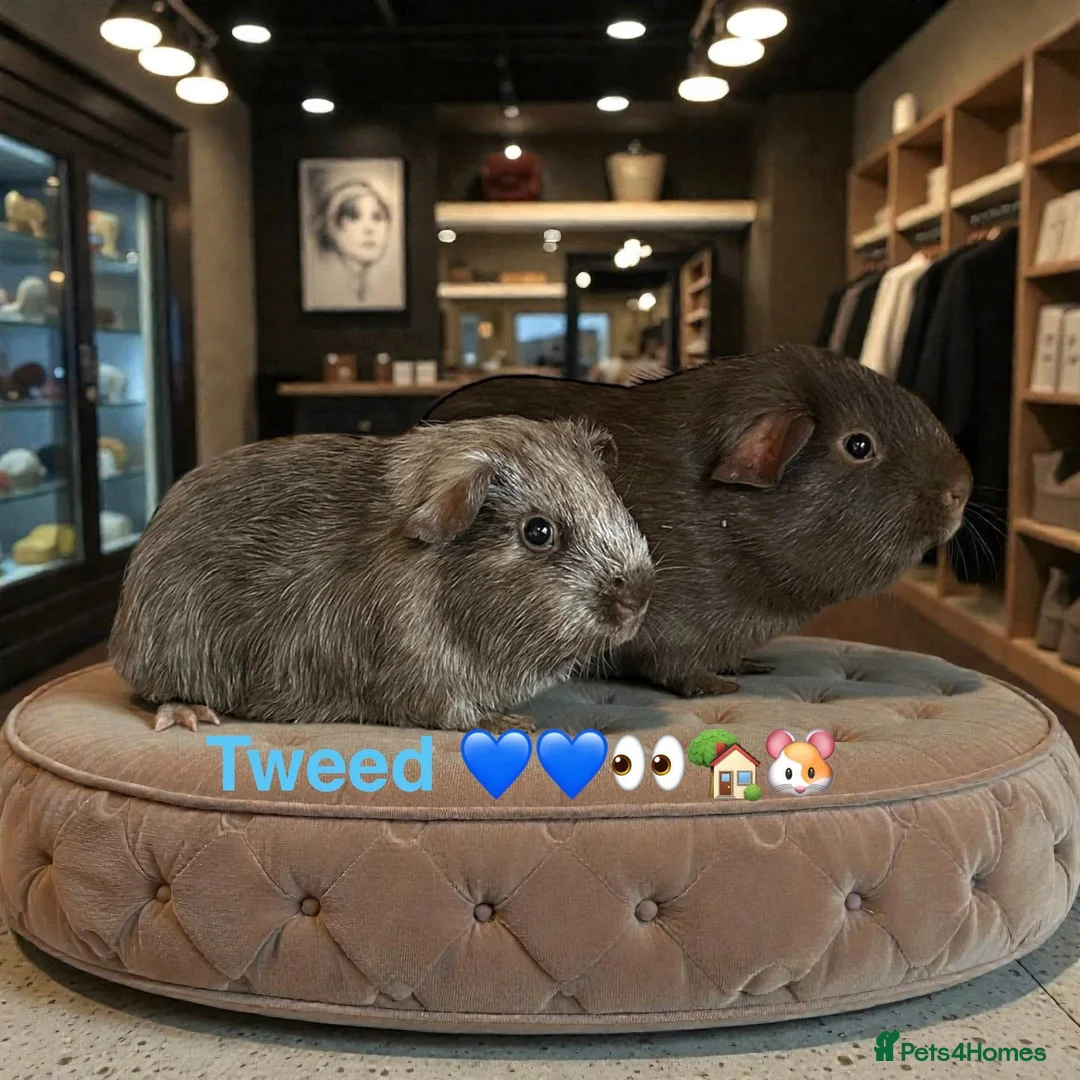 Guinea Pig rodents for sale: Guinea Pigs Boars Sows Lots Available  - Advert 2