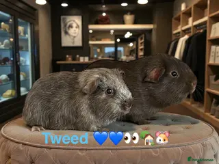 Guinea Pig rodents Guinea Pigs Boars Sows Lots Available - Advert 12