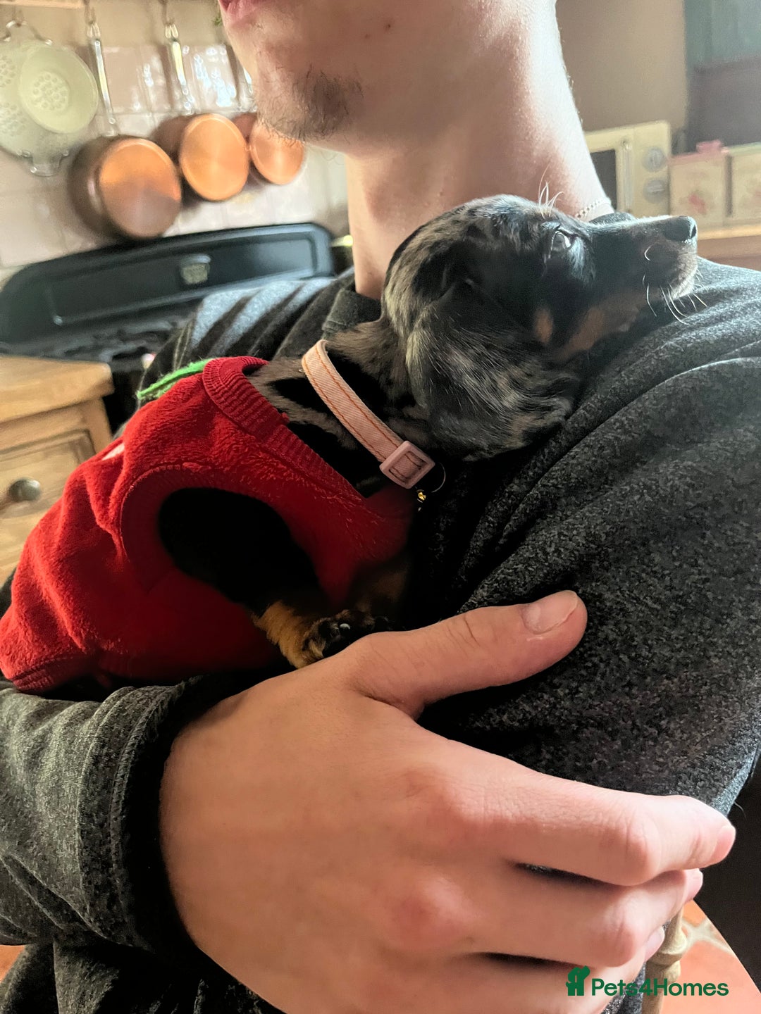 Miniature Dachshund dogs for sale: Dapple mini dachshund & long haired daxi cross - Advert 3