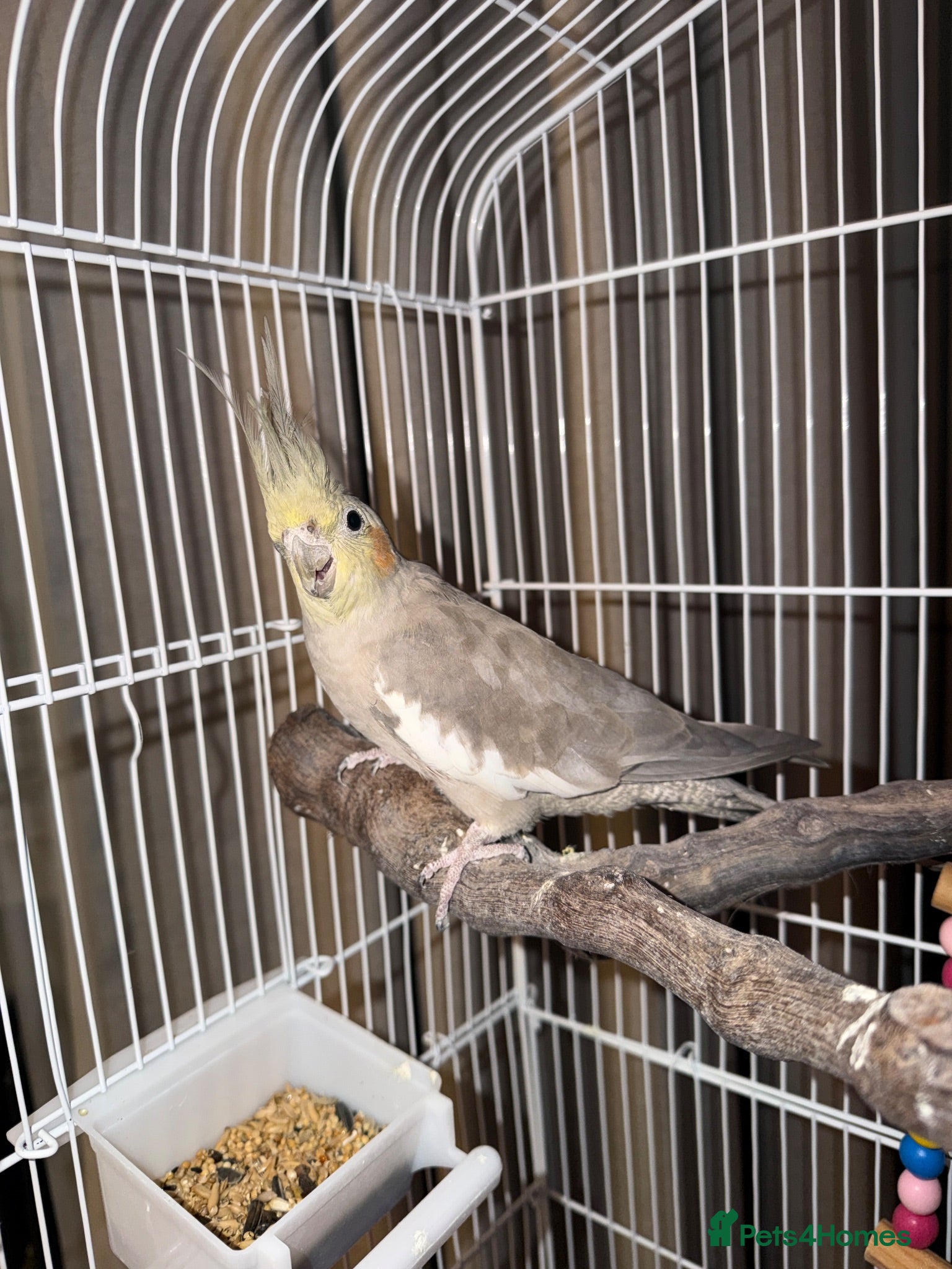 Cockatiels birds Female Cockatiel 6-7mths old - Advert 1
