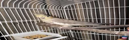 Cockatiels birds for sale: Female Cockatiel 6-7mths old in Rotherham - Advert 1