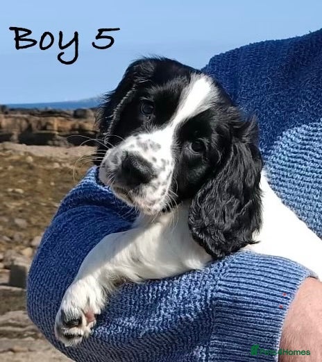 Cocker Spaniel dogs Exceptional KC Cocker Spaniel Puppies - Advert 2