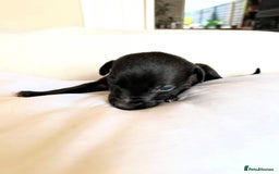 Whippet dogs for sale: Whippet/bedlington + whippet/collie - Image 4