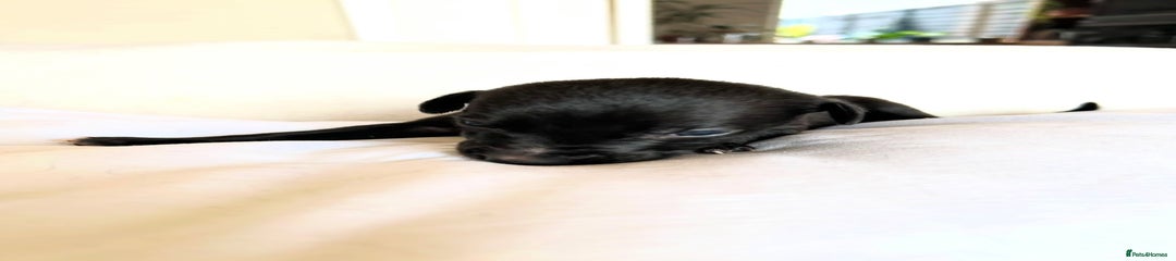 Whippet Puppy 4