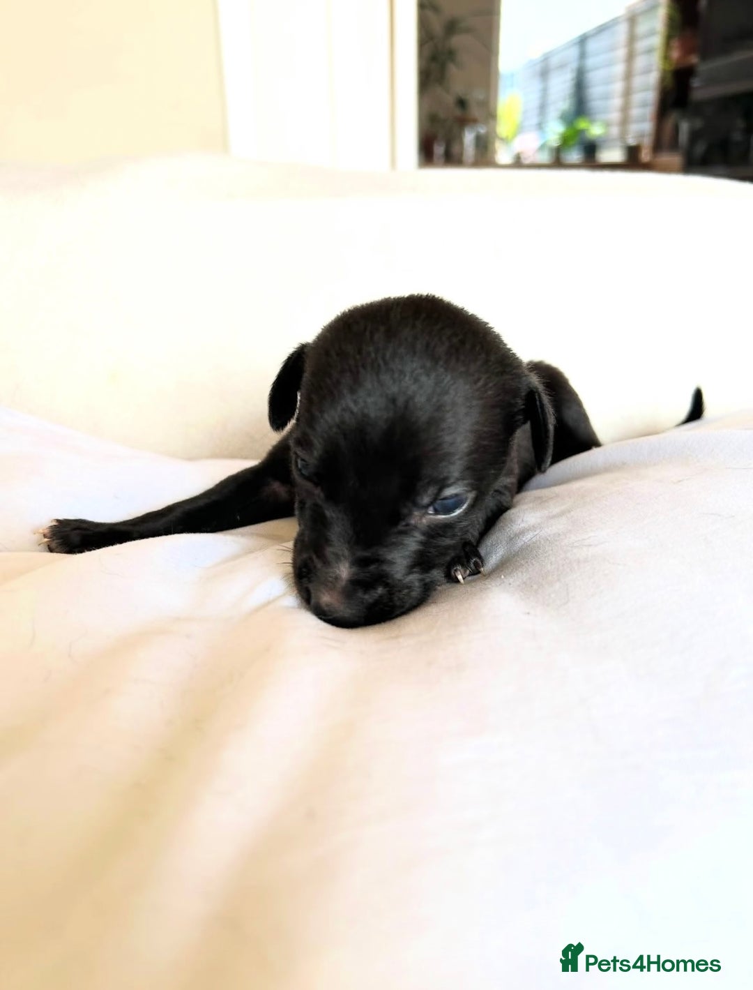 Whippet dogs for sale: Whippet/bedlington + whippet/collie - Image 4