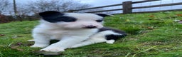 Border Collie dogs for sale: Border Collie Pups  - Advert 12