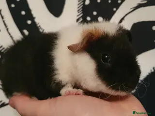 Guinea Pig rodents guinea pigs - Advert 19