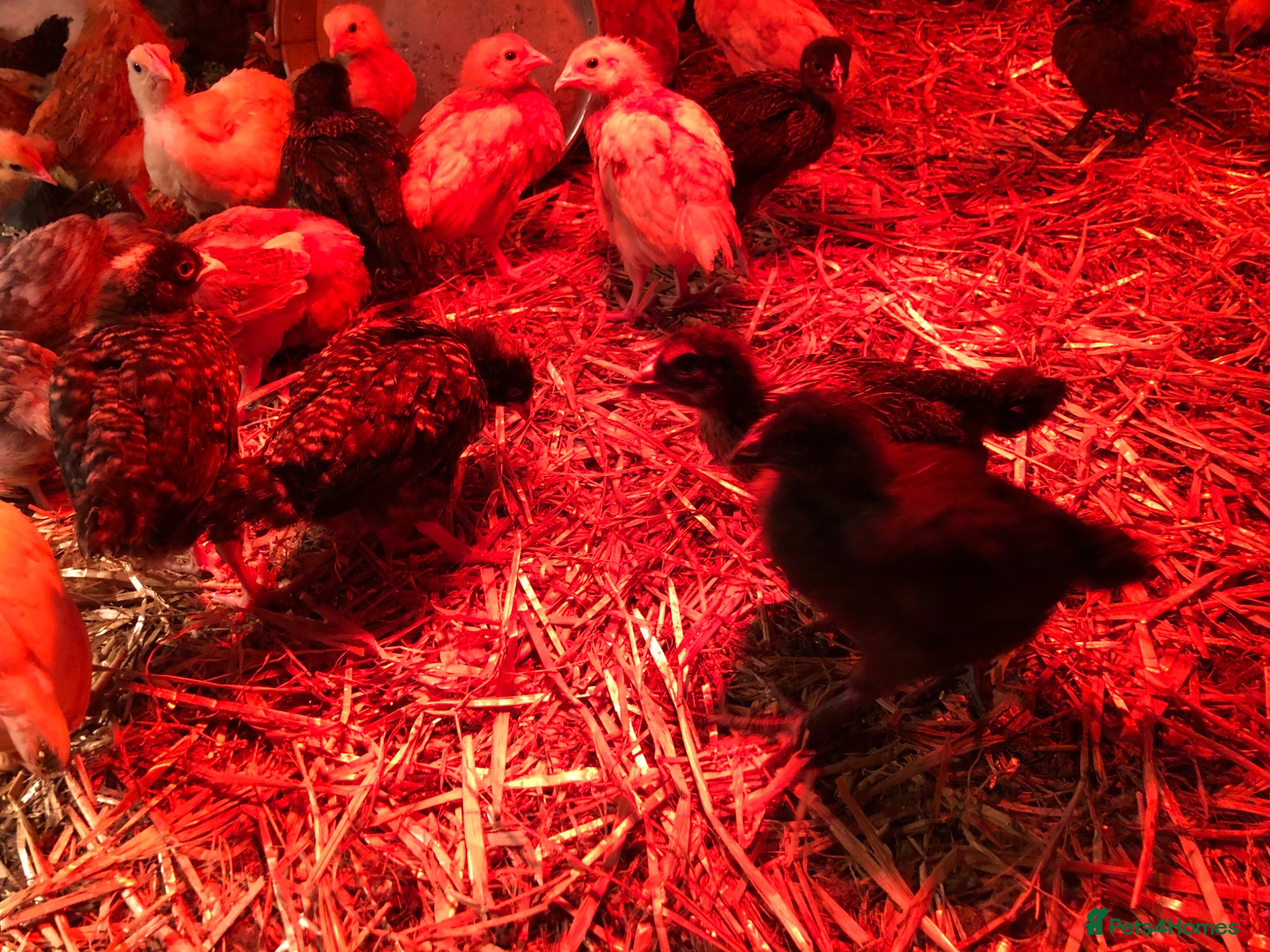 Chickens poultry Happy, healthy, sexed pullet chicks. - Advert 2