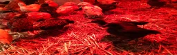 Chickens poultry for sale: Happy, healthy, sexed pullet chicks. - Advert 2