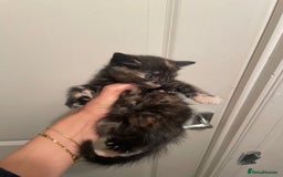 Mixed Breed cats for sale: 5 kittens looking for forever home  - Image 15