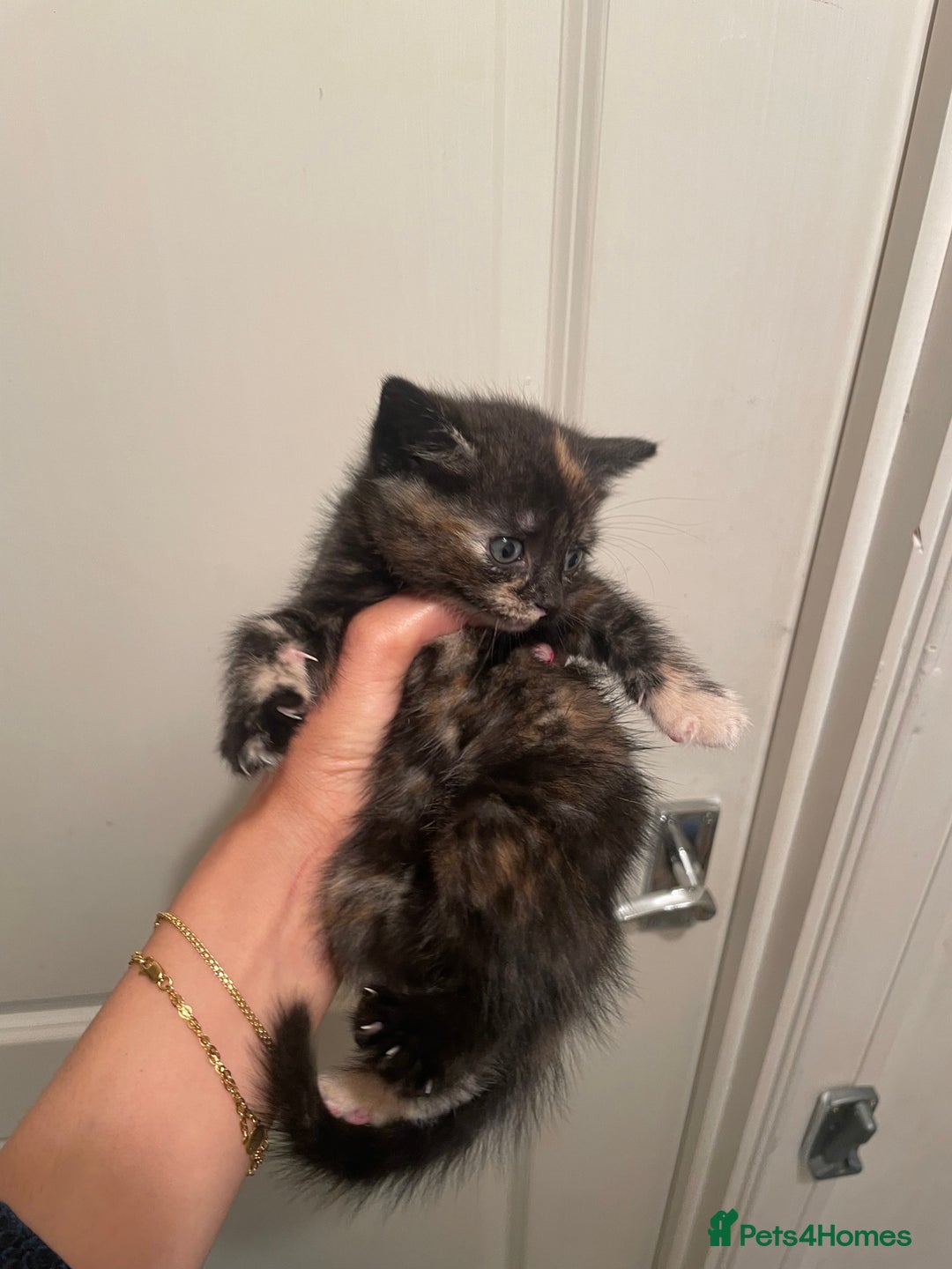 Mixed Breed cats for sale: 5 kittens looking for forever home  - Image 15