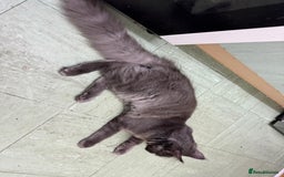 Maine Coon cats for sale: ✨ Beautiful Maine Coon Ex-Queen ✨ - Advert 9