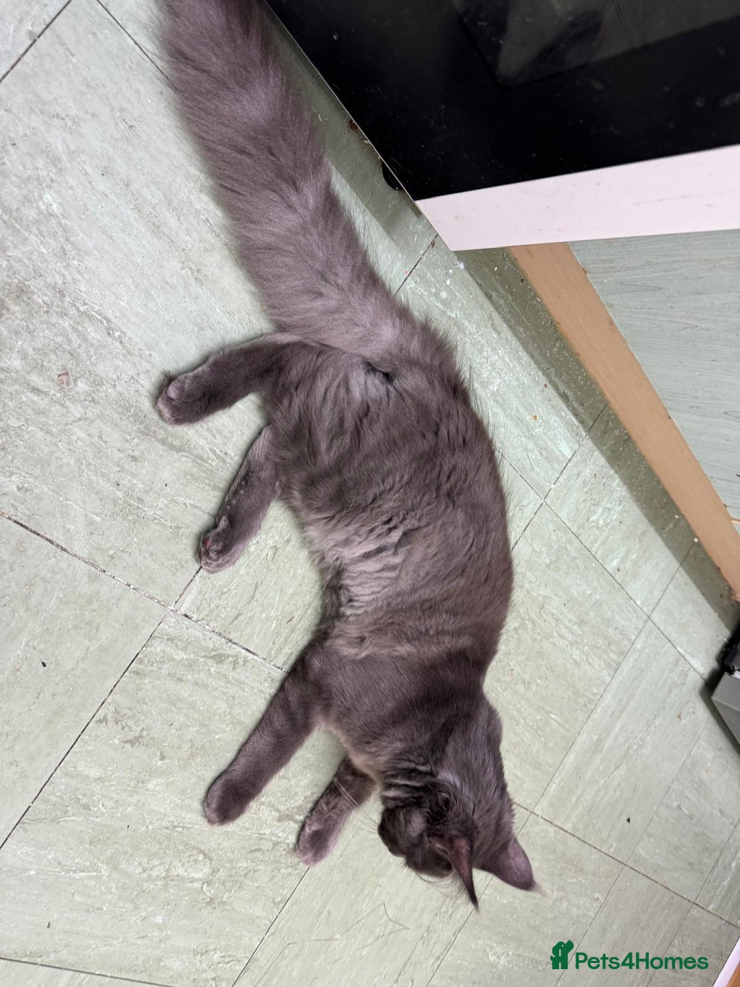 Maine Coon cats for sale: ✨ Beautiful Maine Coon Ex-Queen ✨ - Advert 9