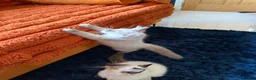 Ragdoll cats for sale: Stunning Ragdoll kittens  - Advert 33
