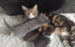 Mixed Breed cats for sale: Tabby boy - Image 1