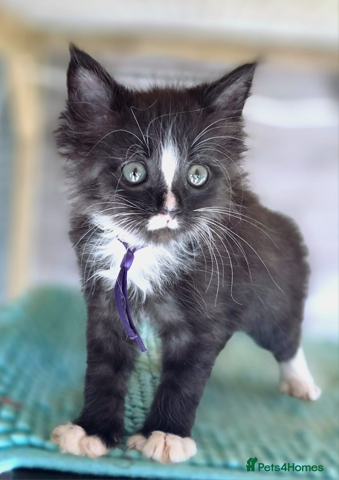 Maine Coon cats Last 2 Girls my Stunning Maine Coon X Kittens - Advert 2