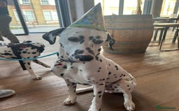 Dalmatian dogs for sale: Potential rehome - male LUA Dalmatian  - Advert 15