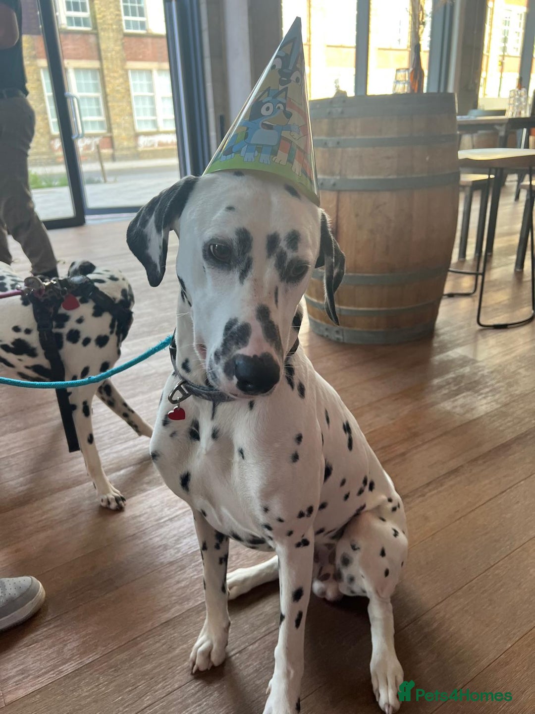 Dalmatian dogs for sale: Potential rehome - male LUA Dalmatian  - Advert 15