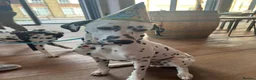 Dalmatian dogs for sale: Potential rehome - male LUA Dalmatian  - Advert 15
