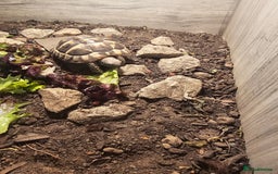 Hermann Tortoise reptiles for sale: 2 year old Hermann tortoise  - Image 1