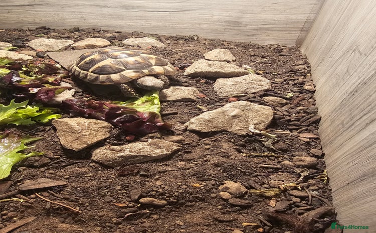 Hermann Tortoise reptiles - Advert 1