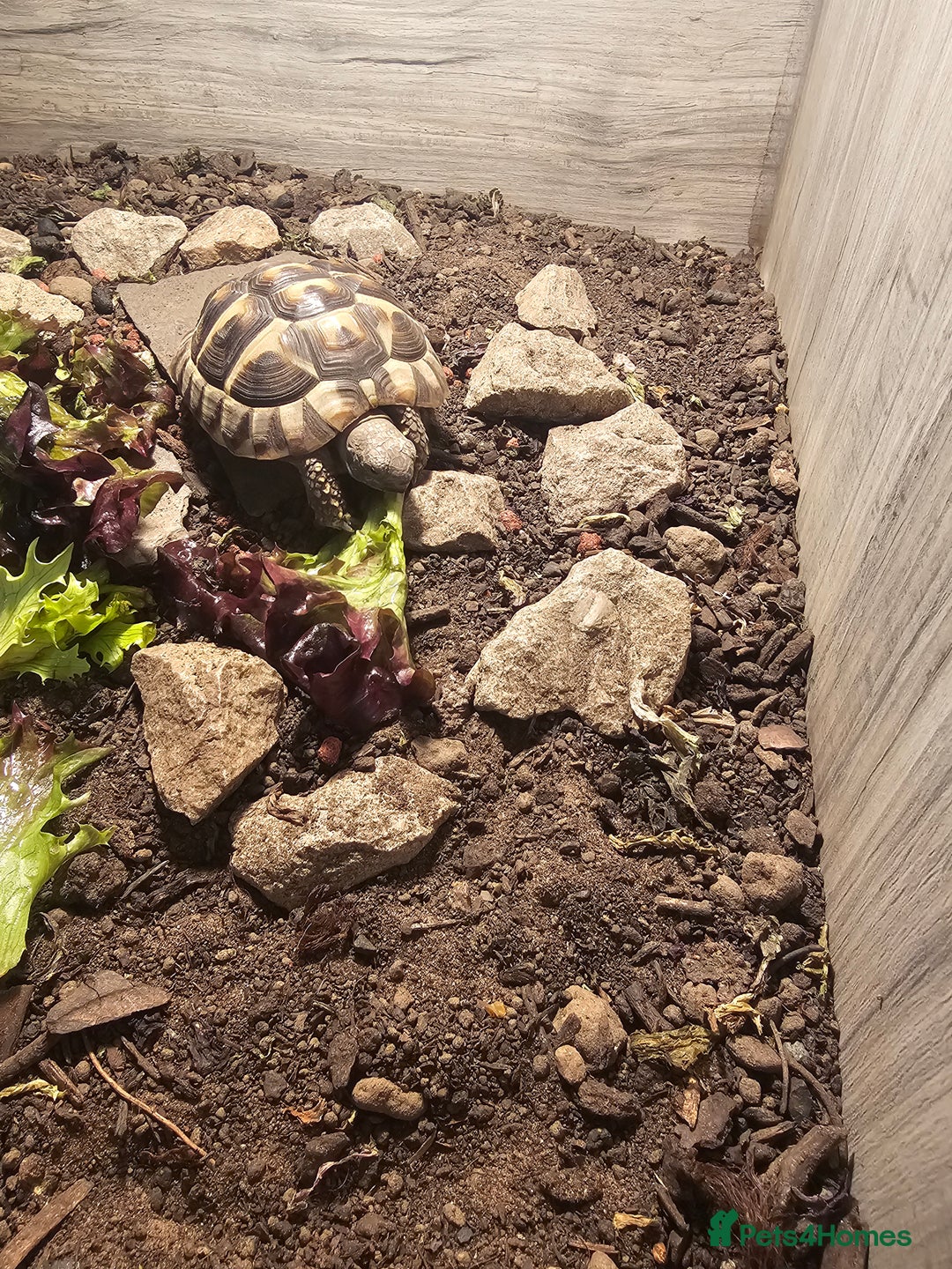 Hermann Tortoise reptiles for sale: 2 year old Hermann tortoise  - Image 1