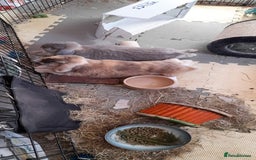 Mini Lop rabbits for sale: Two bonded female mini lops - Image 3