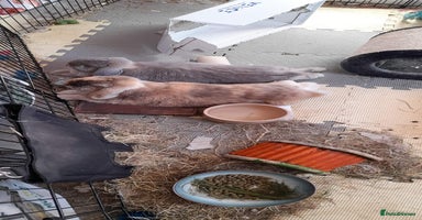 Mini Lop rabbits - Advert 11