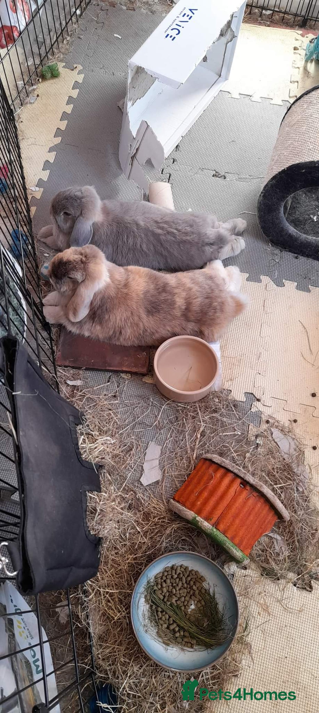 Mini Lop rabbits for sale: Two bonded female mini lops - Image 3