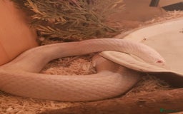 Corn Snake reptiles for sale: Snow corn and viv - Image 4