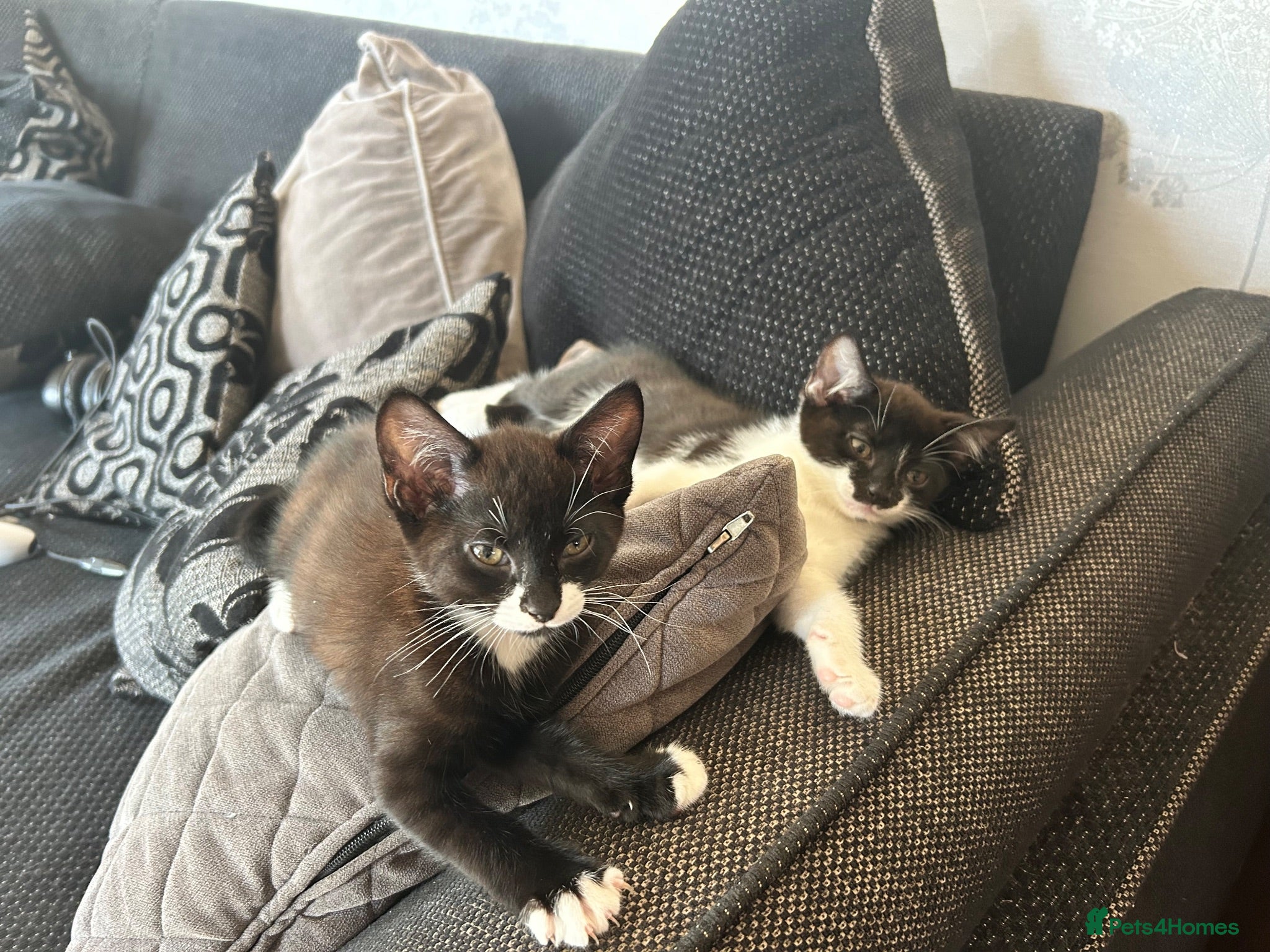 Mixed Breed cats Beautiful, playful and confident kittens - Advert 2