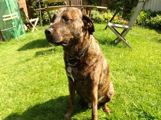 Mixed Breed dogs Family Dog for Rehoming - Advert 1