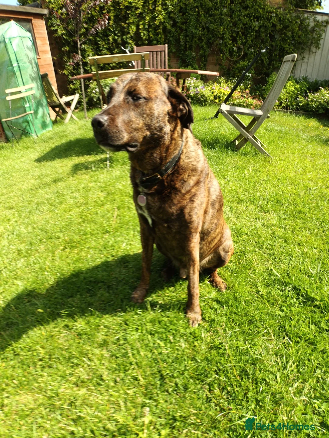 Mixed Breed dogs for sale: Family Dog for Rehoming - Advert 1