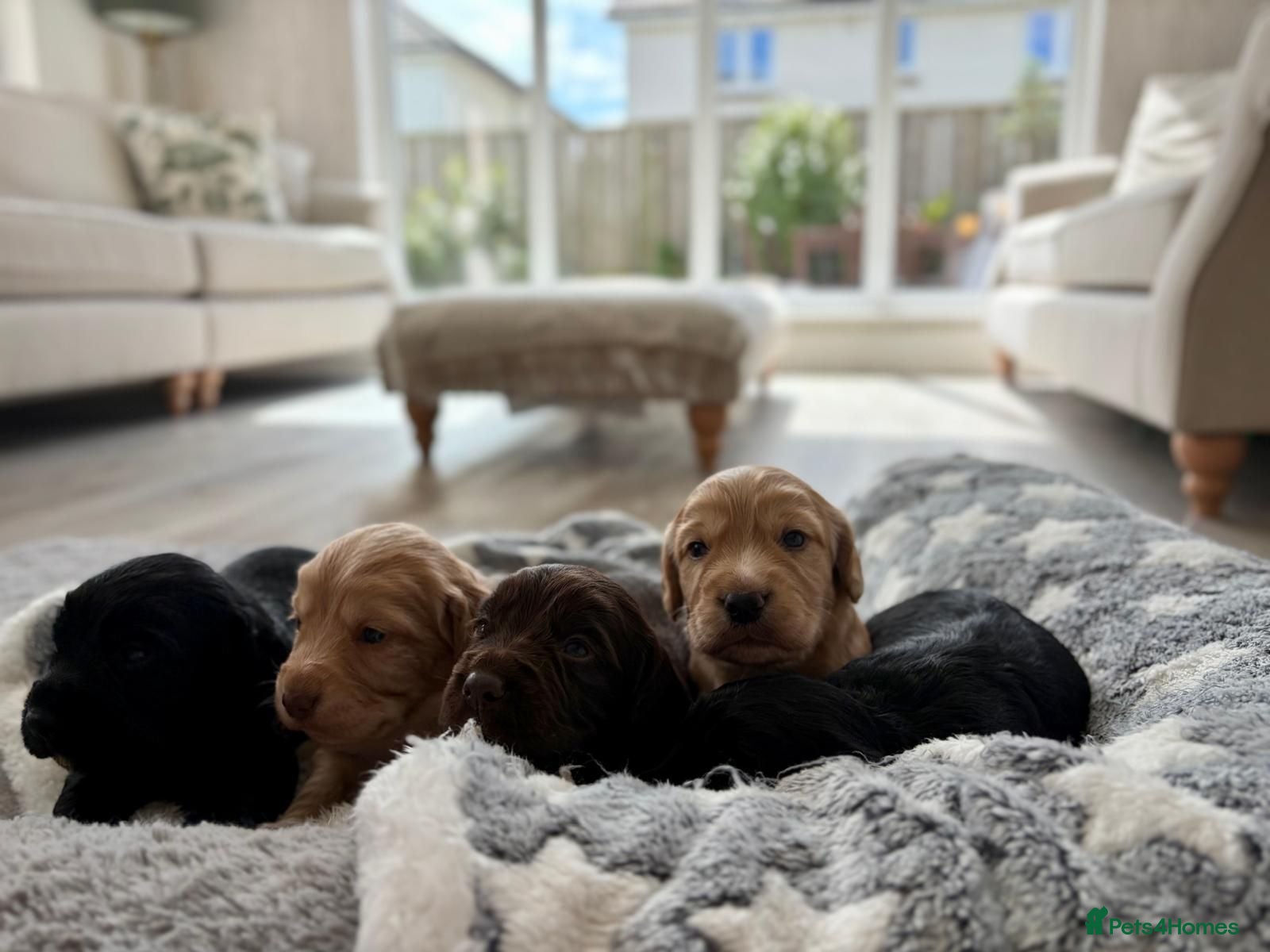 Cocker Spaniel dogs KC Register Cocker Spaniel Puppies for Sale - Advert 1