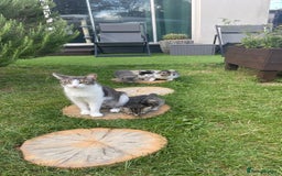Mixed Breed cats for sale: Tabby kittens for sale - Image 16