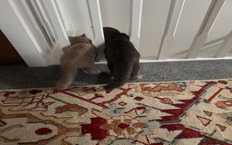 British Shorthair cats for sale: Purebreed British shorthair - Image 4