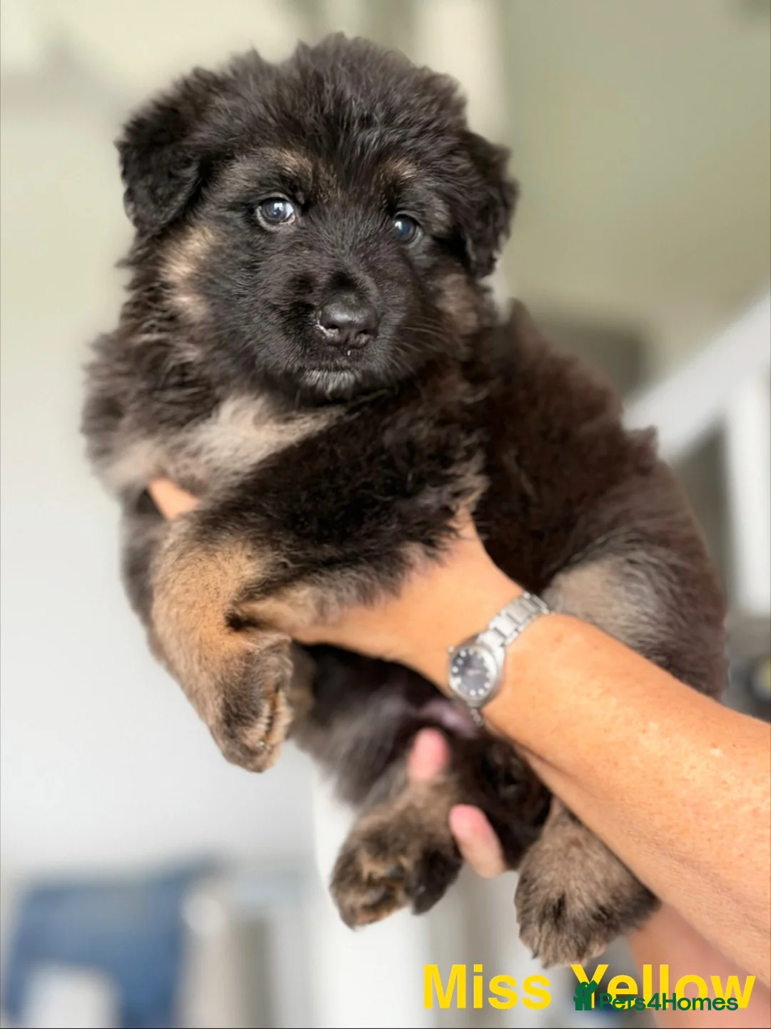 German Shepherd dogs for sale: KC REGISTERED GERMAN SHEPHERDS - Advert 2
