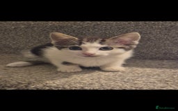 Mixed Breed cats for sale: 5 adorable kittens READY NOW - Image 5