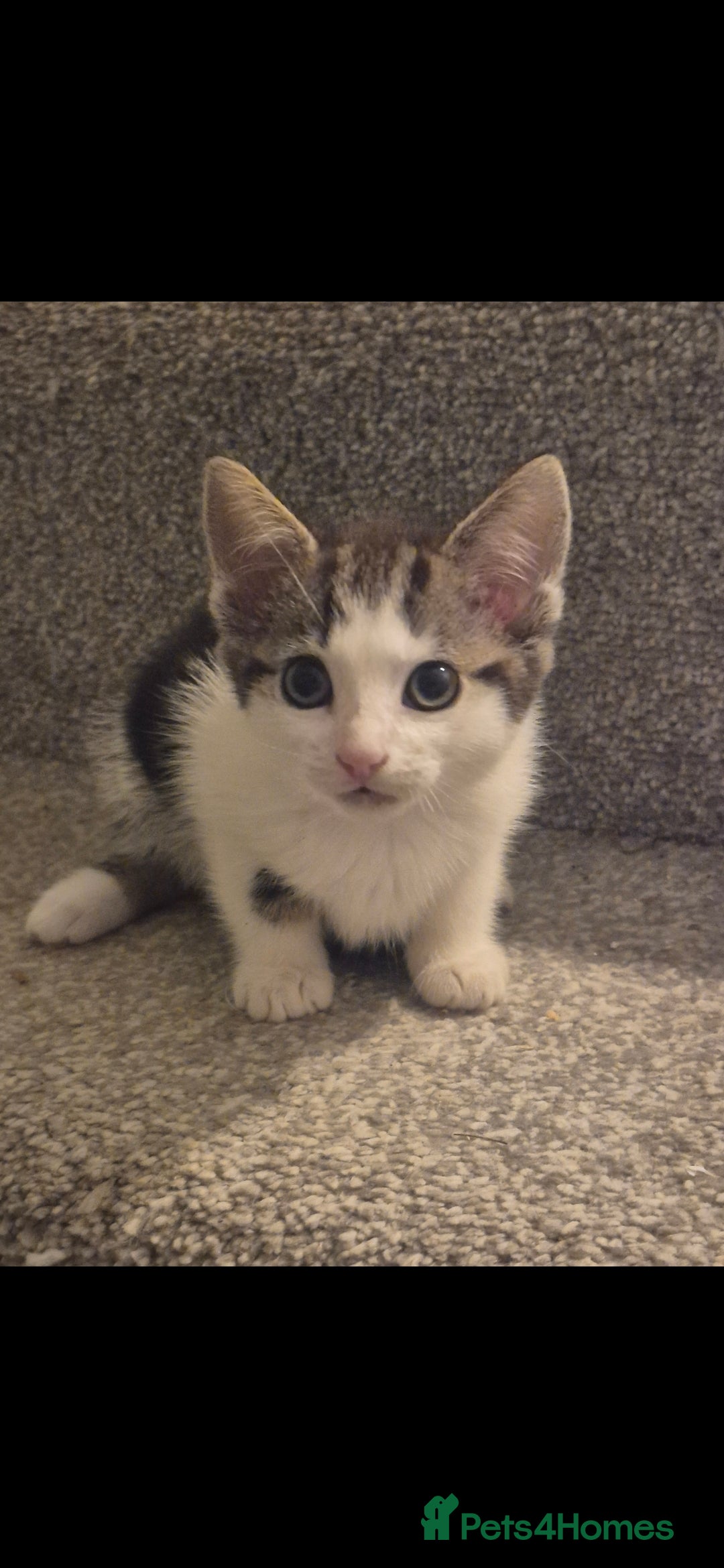 Mixed Breed cats for sale: 5 adorable kittens READY NOW - Image 5