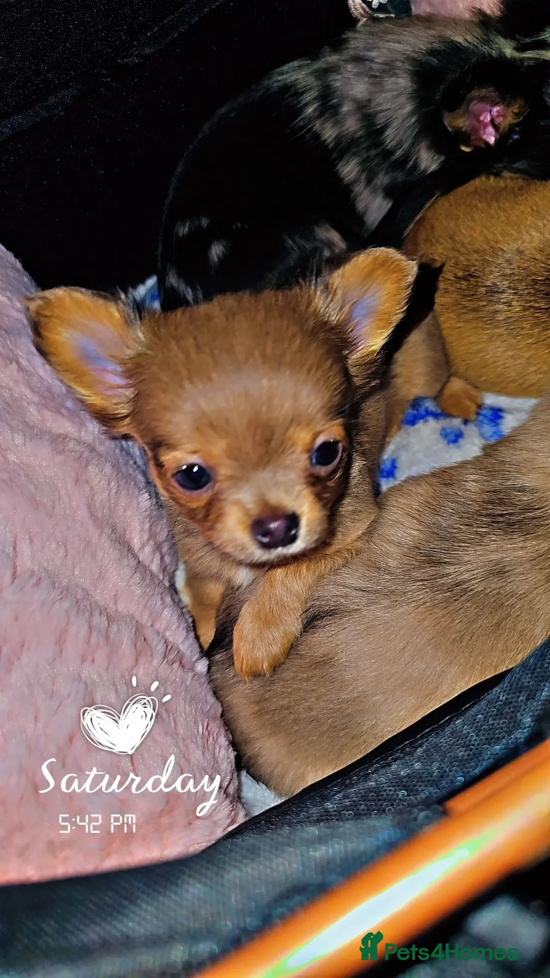 Chihuahua dogs for sale: Chiuahuah pups......lilac merle, fawn, white brown - Advert 26