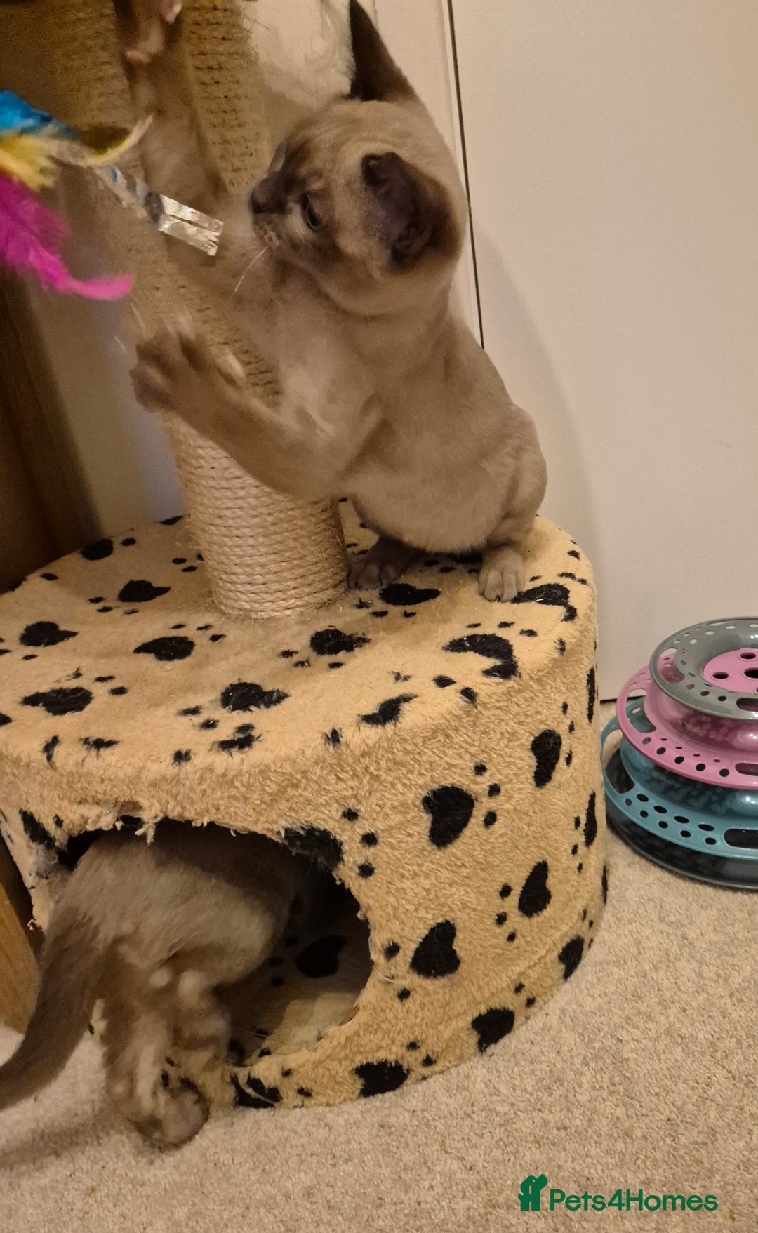 Burmese cats for sale: Pedigree Burmese Kittens - Advert 13