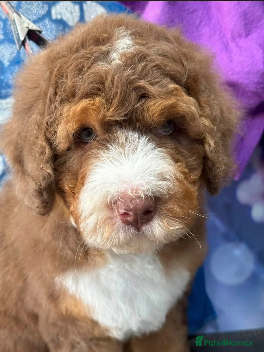 Bernedoodle dogs Mini Bernedoodles ready to go now - Advert 2