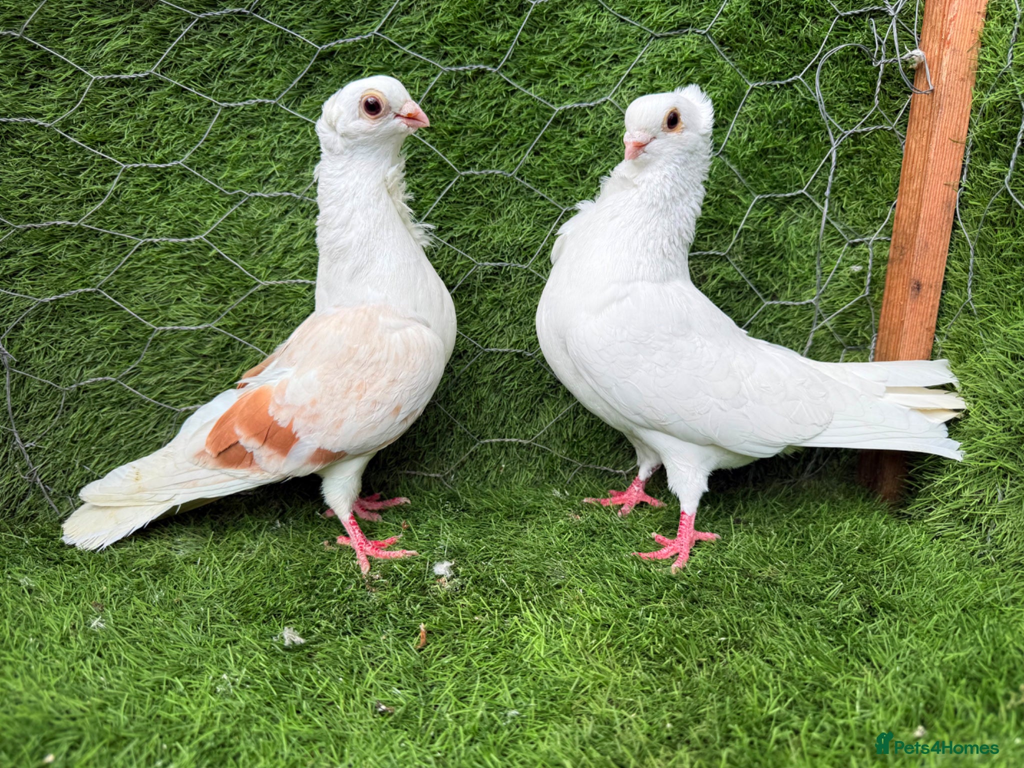 Pigeons birds Top Quality Strong Breeding Pair – Vaccinated - Advert 2