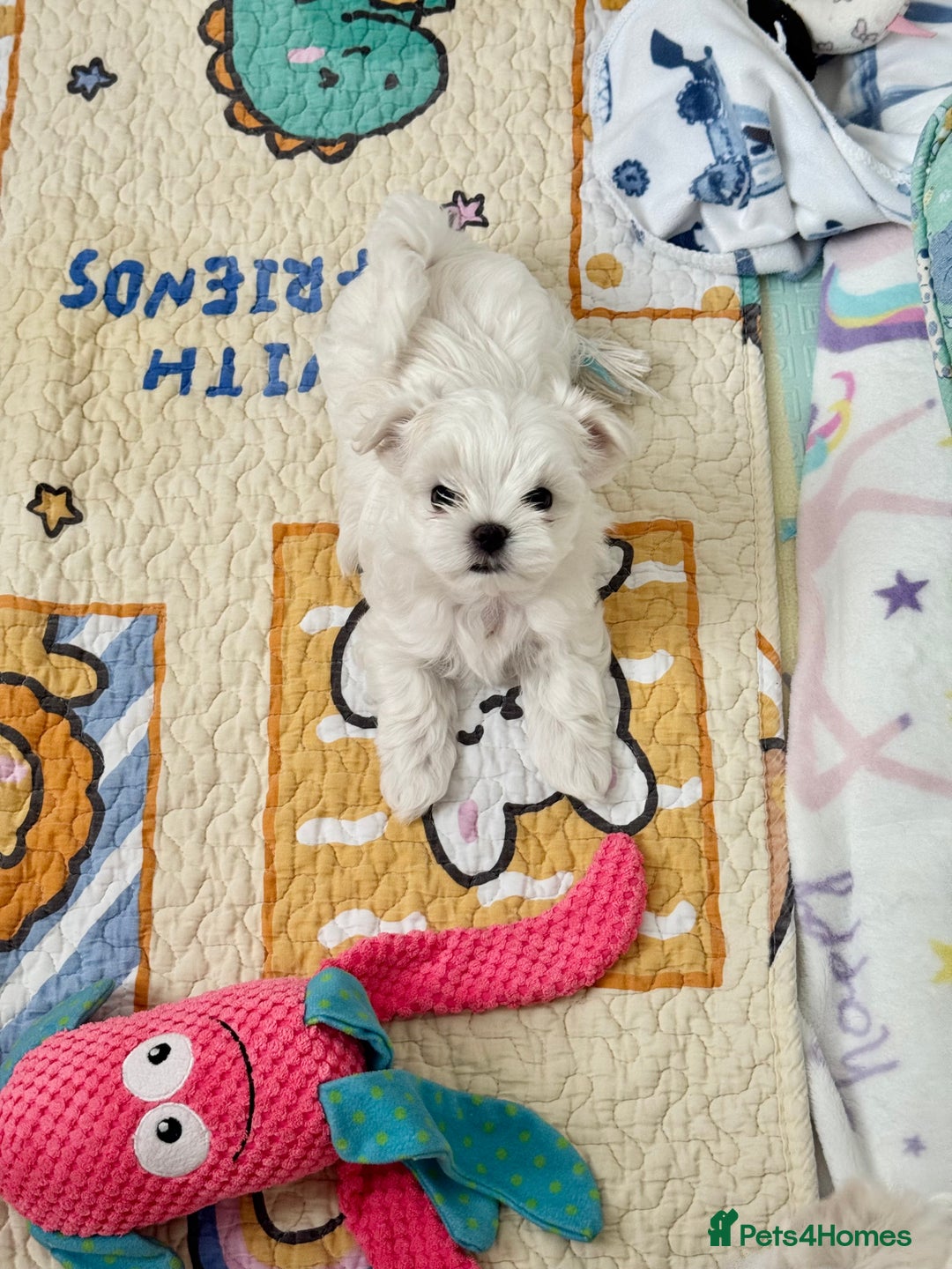 Maltese dogs for sale: 🌟Stunning Tiny Korean Maltese KC Reg🌟 - Advert 20