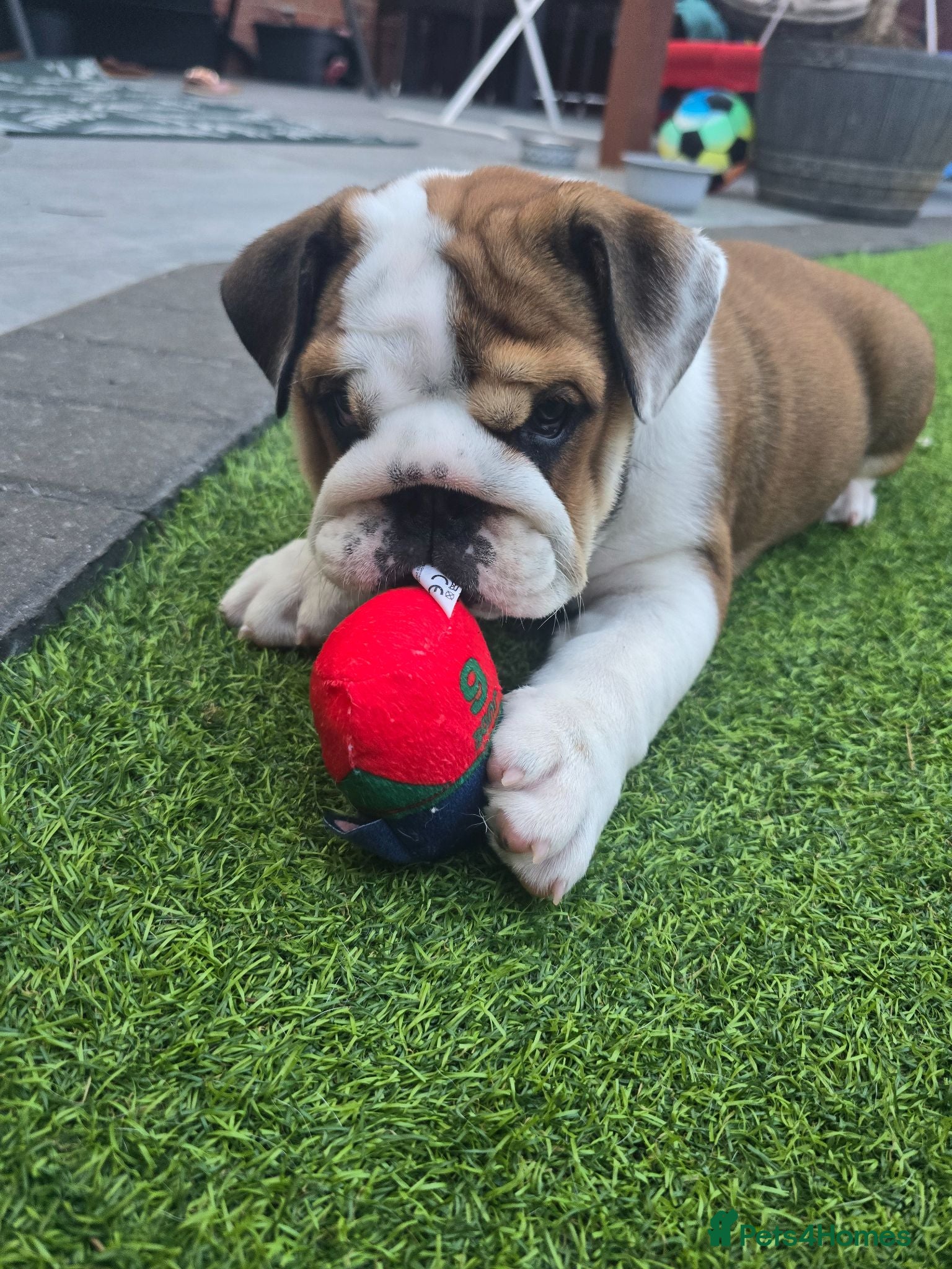 English Bulldog dogs 🐾 READY NOW ! 🎉🥰 Beautiful KC girl🐶😍 - Advert 1