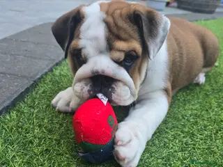 English Bulldog dogs 🐾 READY NOW ! 🎉🥰 Beautiful KC girl🐶😍 - Advert 1