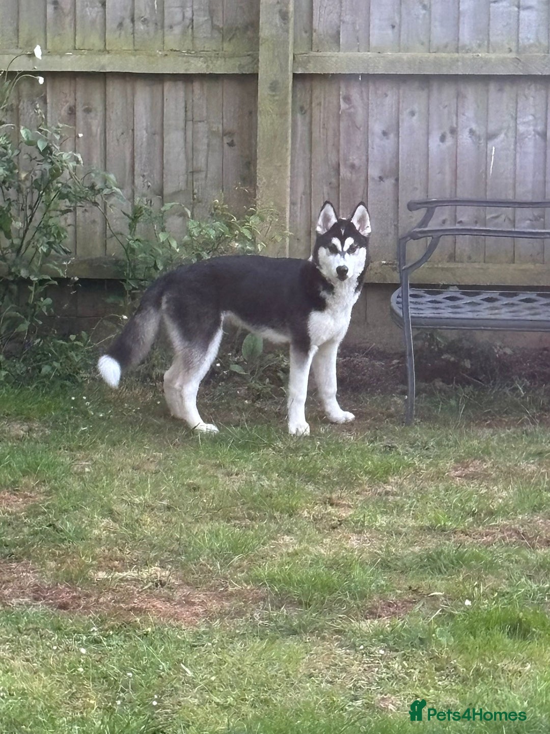 Siberian Husky dogs for sale: Siberian husky 9 months old  - Image 6