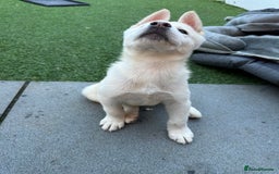 Akita dogs for sale: Beautiful Akita girl puppy for sale  - Image 4
